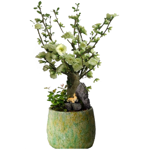 绿宝石海棠花树苗盆景老桩四季海棠盆栽阳台庭院好养室内花卉植物