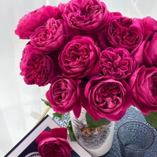 伊芙酒窖月季花大苗大花浓红酒香阳台四季花卉生长快直立抗病性强