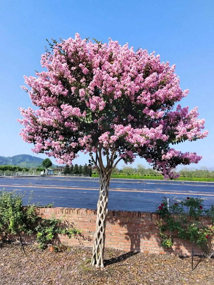 紫薇花大树苗盆栽老桩庭院风景树百日红火箭紫薇丛生四季花卉植物