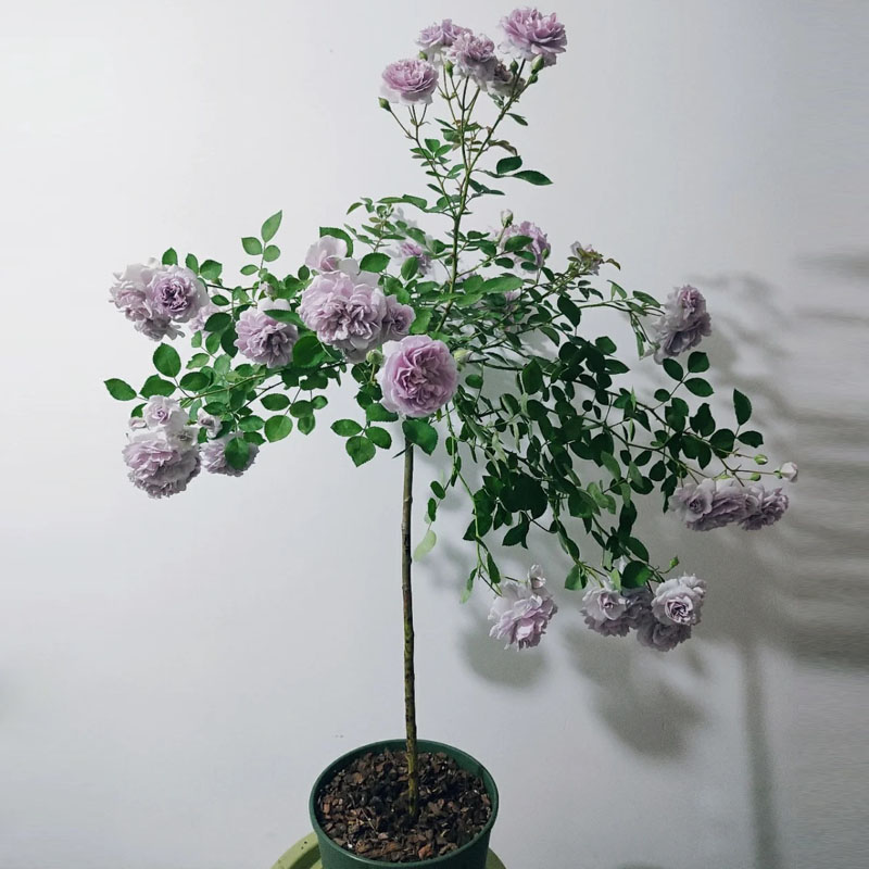 蓝色阴雨棒棒糖树状月季花树苗特大花玫瑰四季阳台庭院浓香可垂吊