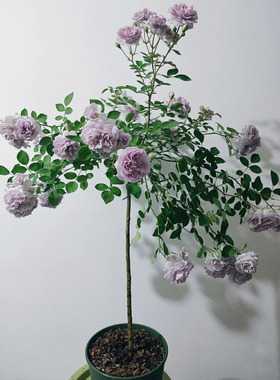 蓝色阴雨棒棒糖树状月季花树苗特大花玫瑰四季阳台庭院浓香可垂吊
