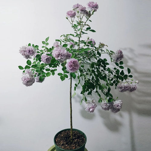 蓝色阴雨月季棒棒糖盆栽多季开花