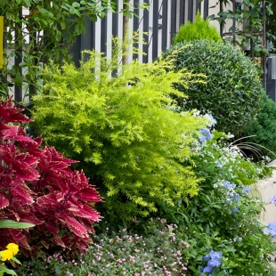 黄金香柳树苗庭院阳台绿化点缀花镜长青植物耐寒黄金清香木千层金