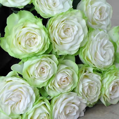 若菜切花月季苗阳台庭院大花玫瑰