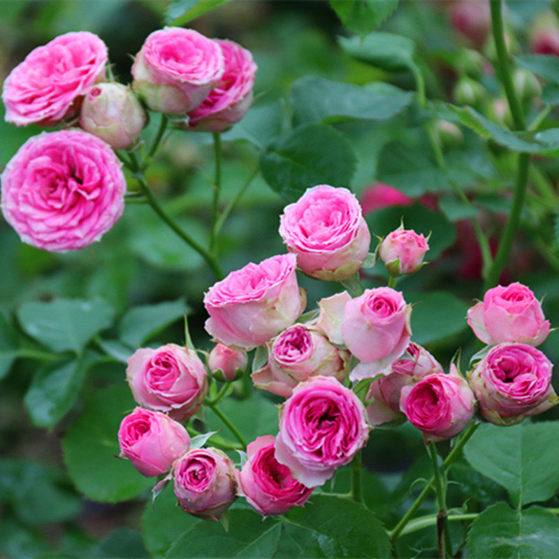 粉色多头月季花大苗超感阳台别墅四季花卉盆栽浓香植物小花群开型