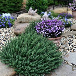 迷迭香花苗盆栽香草室内外阳台庭院浓香花卉花园造景花镜绿化植物