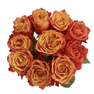 切花火焰玫瑰花大苗复色特大花四季阳台花园月季花盆栽花卉绿植物