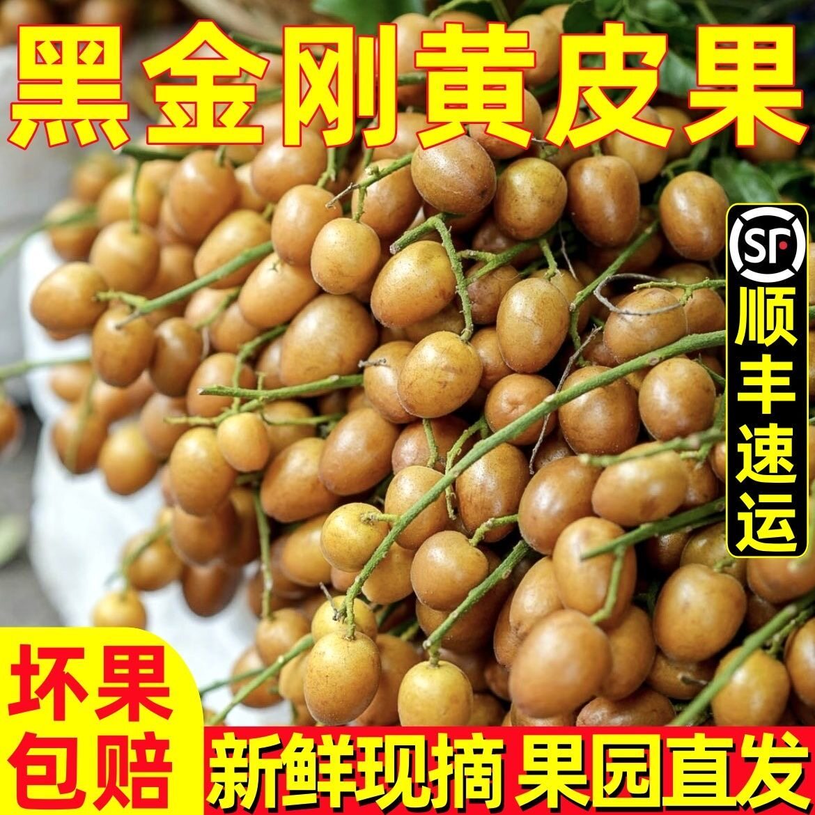 广西黑金刚黄皮果新鲜现摘现发当季灵山香蜜黑黄皮酸甜时令水果