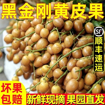 广西黑金刚黄皮果新鲜现摘现发当季灵山香蜜黑黄皮酸甜水果顺丰