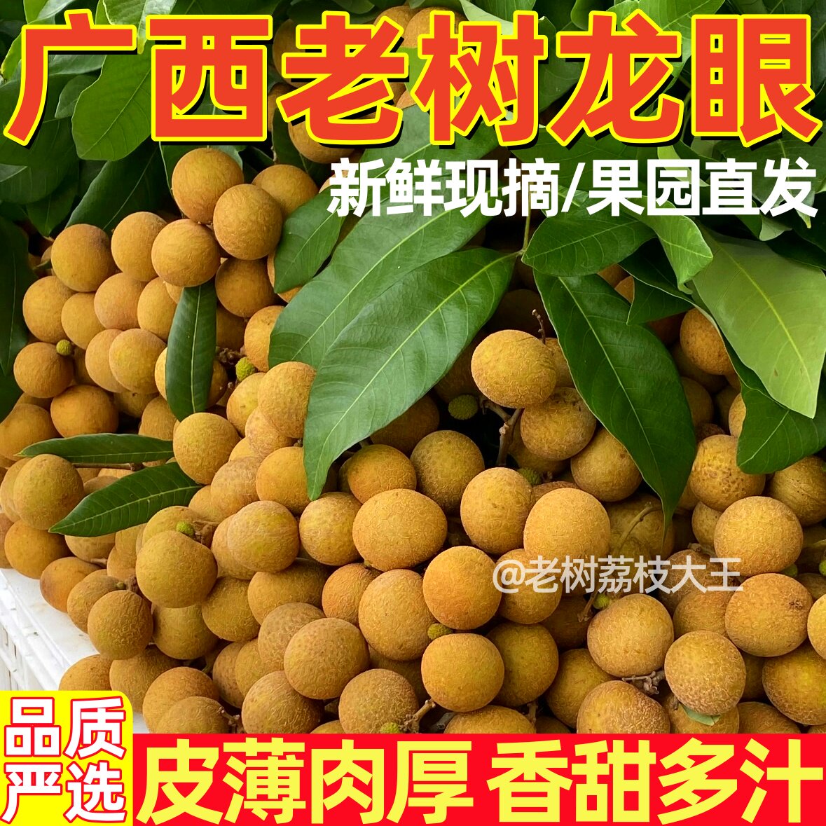 广西老树石硖储良龙眼新鲜现摘
