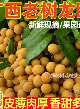 广西老树石硖储良龙眼新鲜现摘