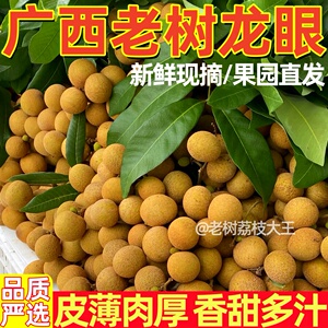 广西老树石硖储良龙眼新鲜现摘