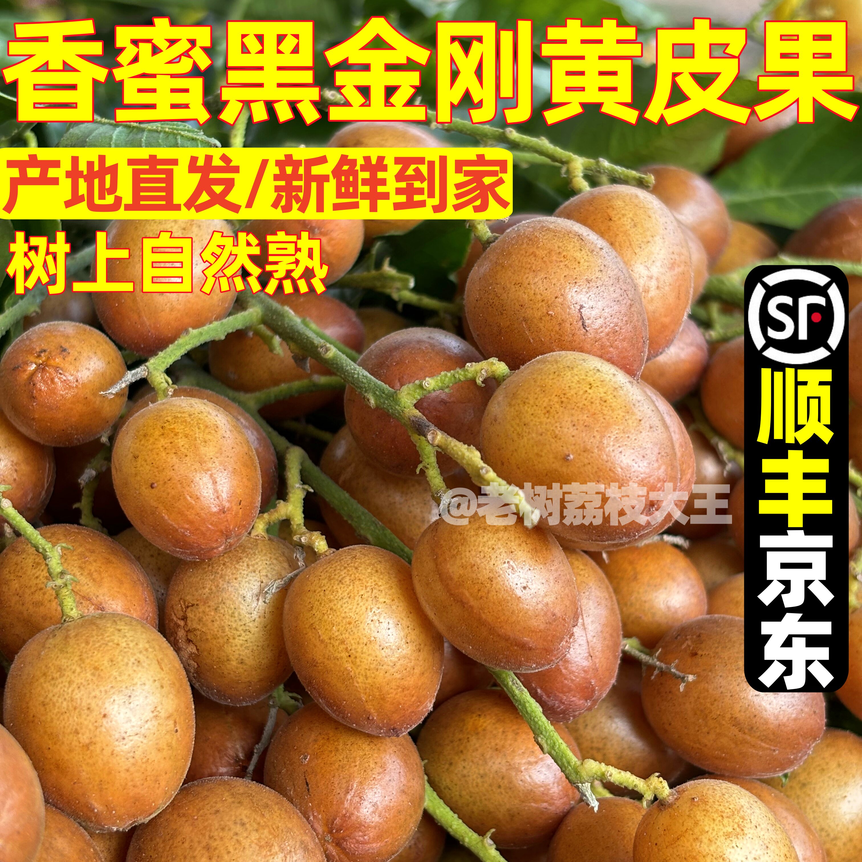 广西香蜜黑金刚黄皮果新鲜现摘现发当季灵山黑黄皮酸甜水果顺丰