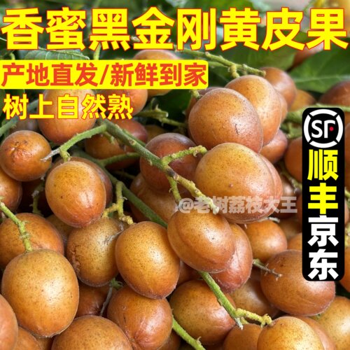 广西香蜜黑金刚黄皮果新鲜现摘