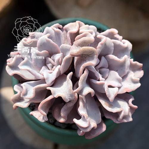 白饺子皮多肉植物多头群生