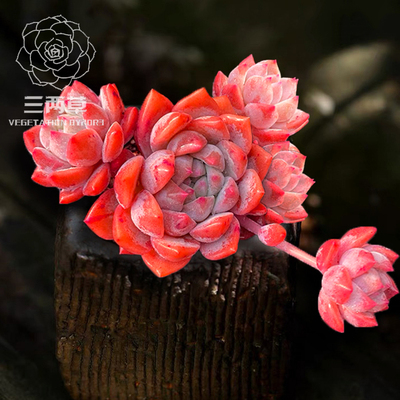 三两草阳台容易雪媚娘多肉软萌