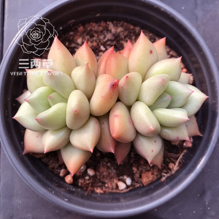 【一物一拍】象牙多肉  多肉植物 多头群生韩国大棚花卉 稀有多肉