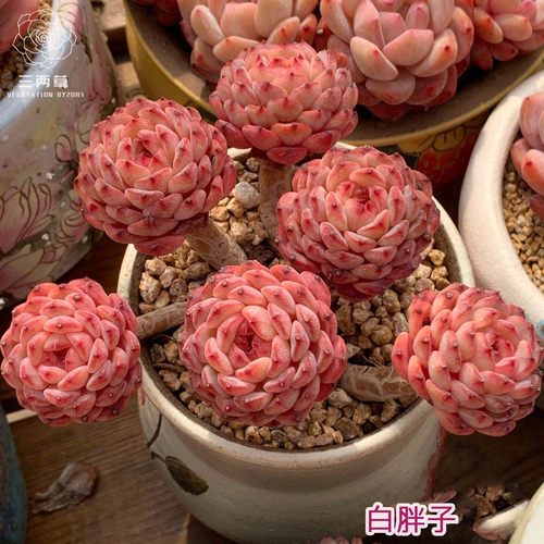 多肉植物阳台庭院好养活新品