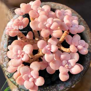 【一物一拍】丸叶姬秋丽 多肉植物 多头群生 大棚花卉盆栽直销