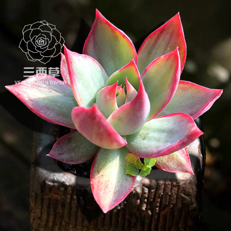 【一物一拍】惊鸿仙子 多肉植物 多头群生韩国大棚花卉