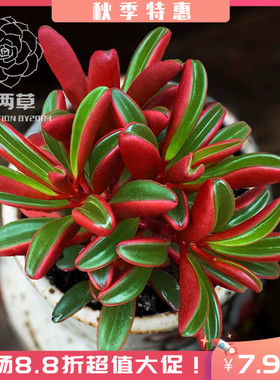 红背椒草多肉植物 红色群生多头花卉阳台好养三两草园艺18元包邮