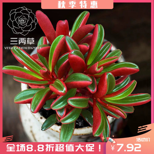 红背椒草群生好养多肉植物