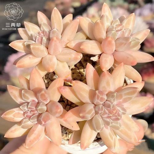 幻影美人多肉暗纹稀有精品