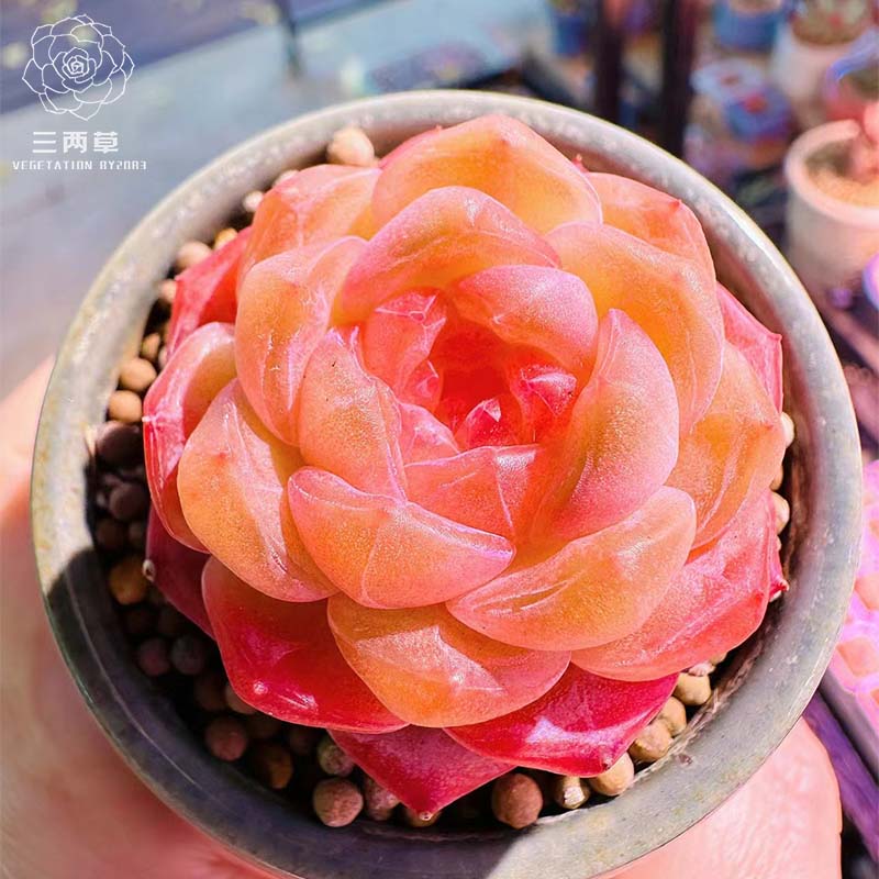 多肉植物阳台好养稀有新糖心品种