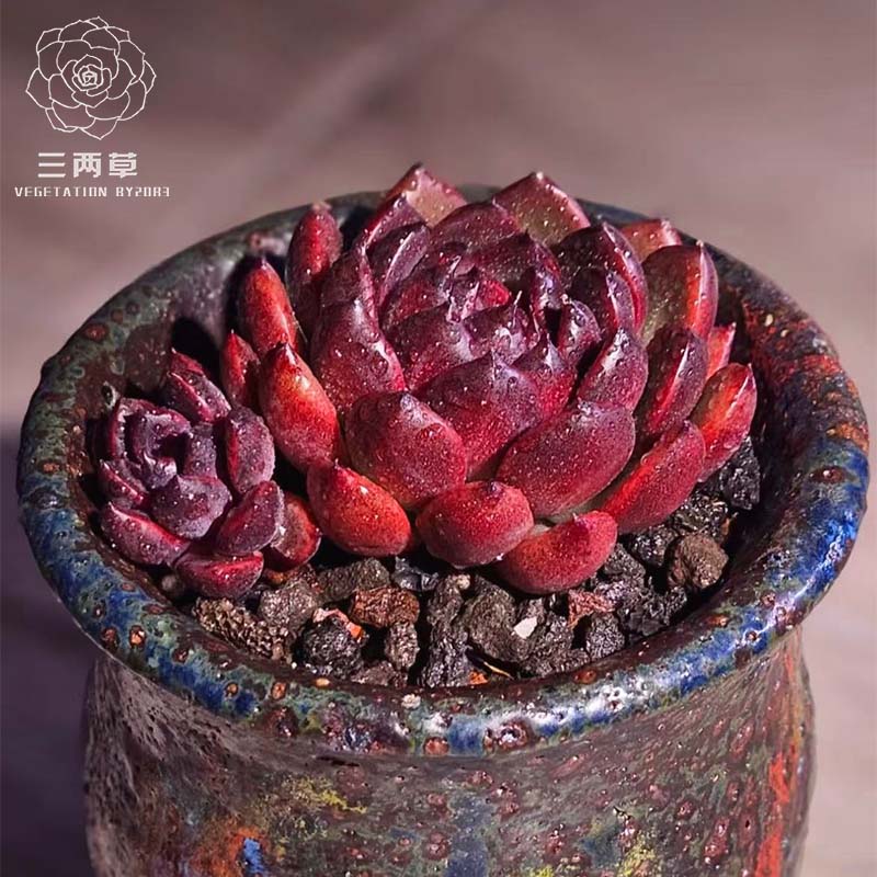 【一物一拍】墨玉黑色橙梦露黑橙子暗黑系列多肉植物可爱萌肉