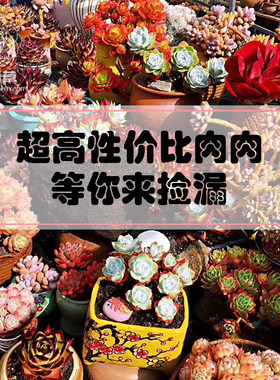黄桃蓝色惊喜小米星多肉植物捡漏