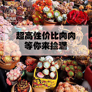 多头群生多肉植物黄桃红宝石天使之泪蓝色惊喜小米星罗琦捡漏