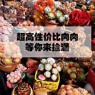 多头群生多肉植物黄桃红宝石天使之泪蓝色惊喜小米星罗琦捡漏