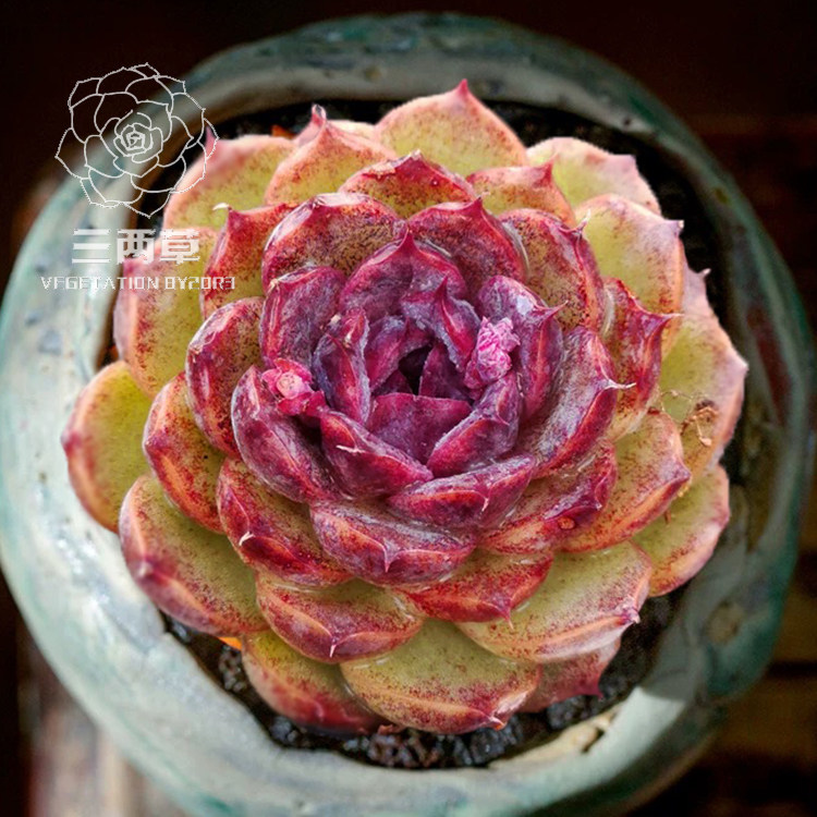 【一物一拍】黑水晶玫瑰 群生多头老桩多肉植物韩国萌肉肉
