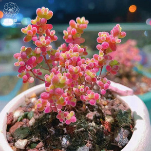 【一物一拍】荧光兔蜜桔枝干番杏 蜜桔糖球冰晶精品萌肉小庄系列