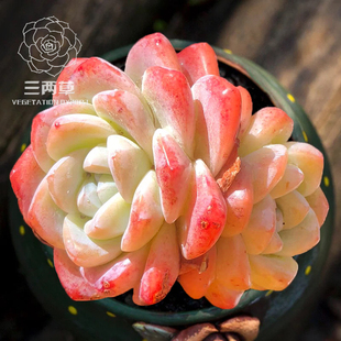 【一物一拍】冰玉 多肉植物韩国大棚直销办公室花卉满18包邮