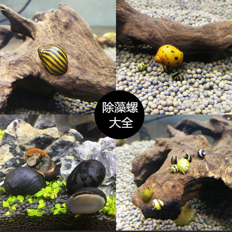 黑金刚螺鲍鱼螺苹果螺军帽螺淡水汽水活体螺刷缸除褐藻螺观赏水草在类目 宠物/宠物食品及用品, 水族世界, 螺中 - 来自Buy2taobao.com提供专业的淘宝代购服务