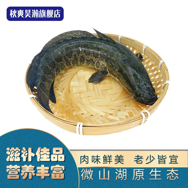 微山湖原生态黑鱼现杀黑鱼新鲜乌鱼黑鱼片炖汤术后滋补炖汤土特产