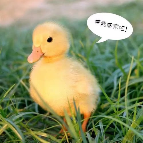 S级柯尔鸭受精蛋可孵化