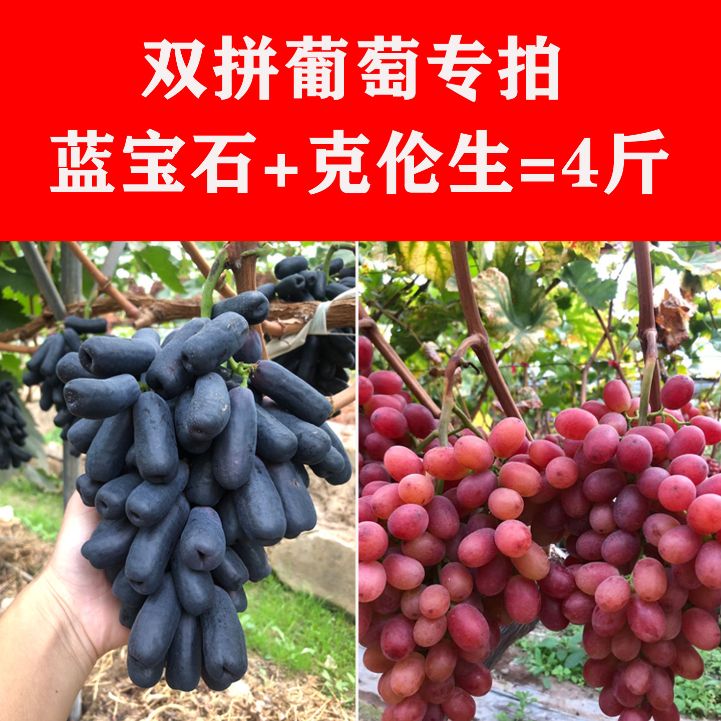 【无籽红提】【蓝宝石】组合装