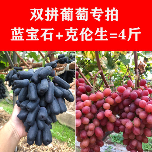 【无籽红提】【蓝宝石】组合装