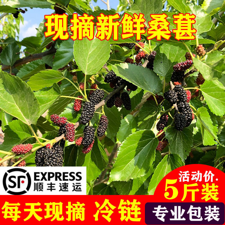 现摘精选新鲜桑葚水果四川凉山黑桑椹食用干净无沙泡酒顺丰包邮