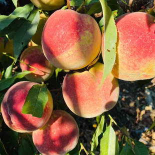 新鲜蜜桃鲜果脆甜蜜桃5/9斤山桃毛桃子新鲜现摘当季冬桃大果