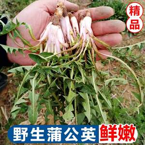 蒲公英野生晒干山野菜花嫩叶草东北蘸酱菜纯菜苦菜婆婆丁4斤