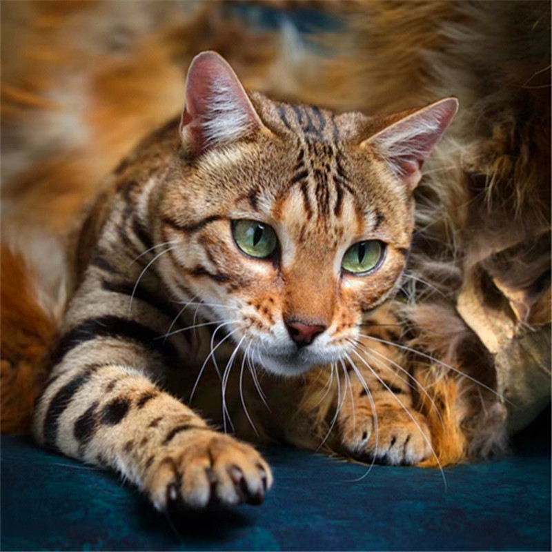 纯种孟加拉豹猫幼猫雪豹幼崽银豹宠物猫玩具虎活体家养双血统猫舍