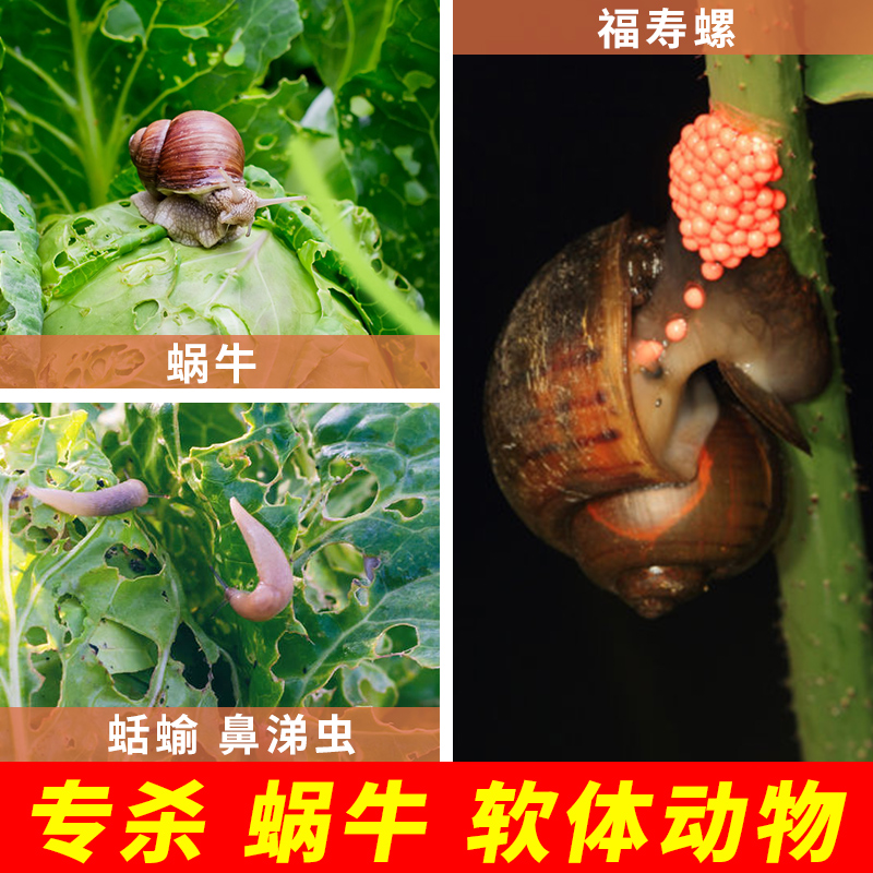 杀蜗牛专用药蜗牛药四聚乙醛菜地家用蛞蝓螺鼻涕虫软体动物杀虫剂