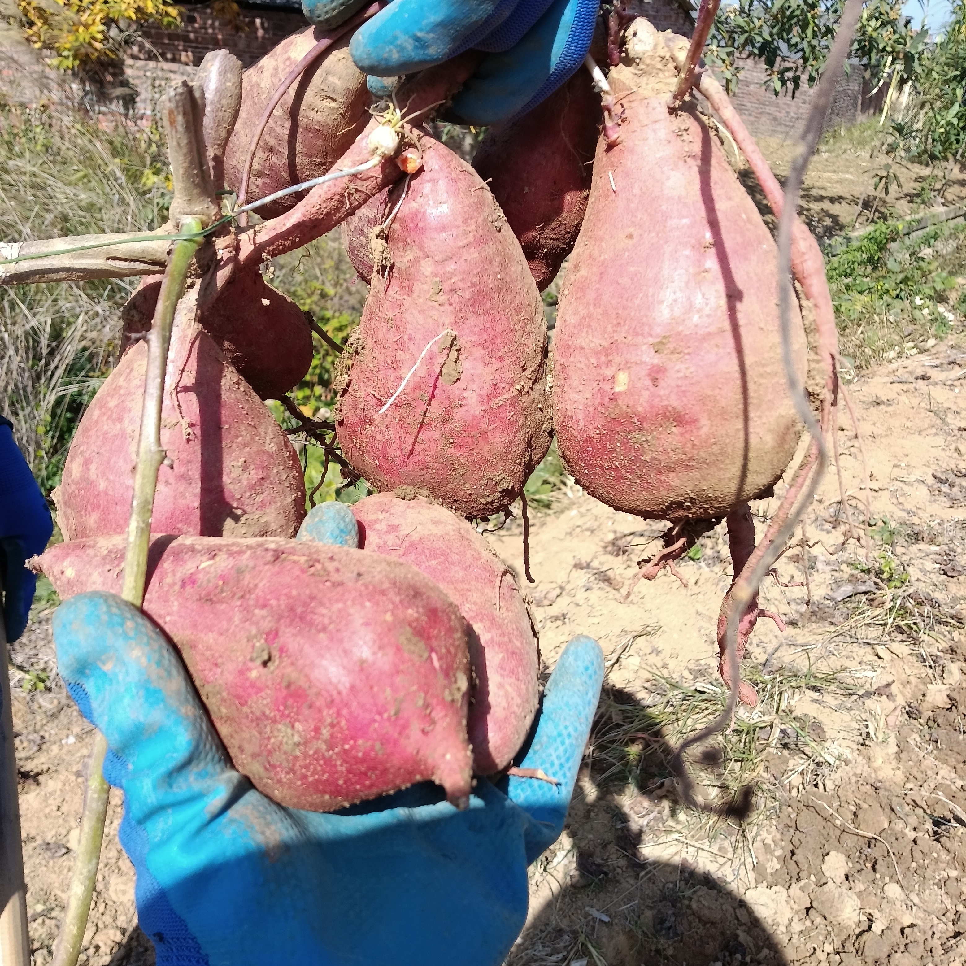 何家记农家自种红薯新鲜出土 限量 很甜