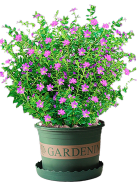 满天星室内四季开花美观花苞绿植