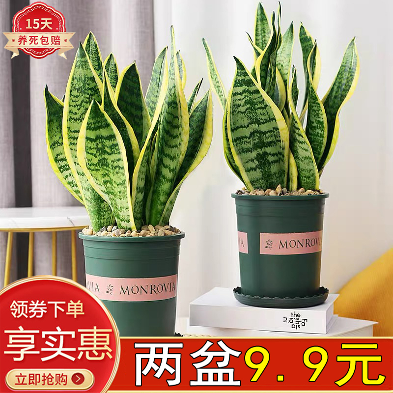 虎皮兰室内四季常青吸甲醛防辐射