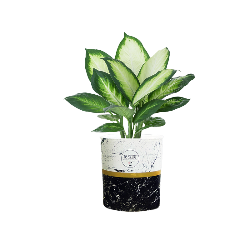 万年青盆栽绿植室内客厅净化空气四季常青玛丽安粉黛绿叶懒人好养