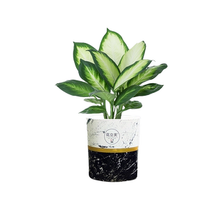万年青盆栽绿植室内客厅净化空气四季常青玛丽安粉黛绿叶懒人好养